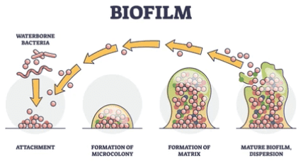 Biofilm Forming Ability Testing