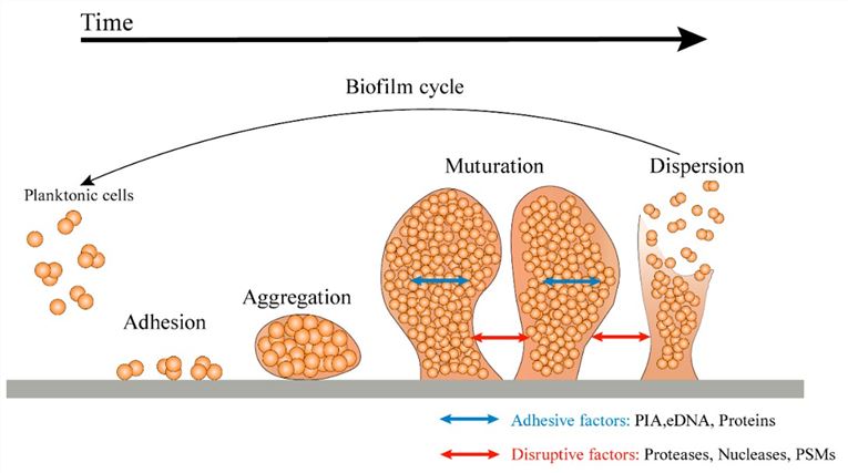 A model of the growth cycle of biofilm.